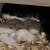 Pet Rats 2 thumbnail