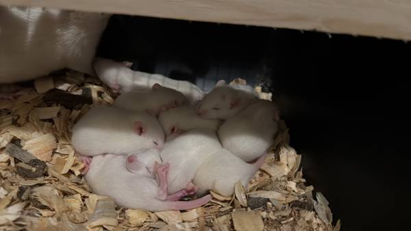 Pet Rats (Hebron)63969251555971121