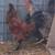 Rooster 🐓 3 thumbnail
