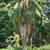 Windmill Palms 4 thumbnail