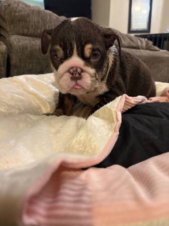 Cachorras bulldog inglés (Victorville)63485722302339120