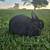 Rabbits- Netherland Dwarf 1 thumbnail