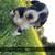 Border Collie Pups 4 thumbnail