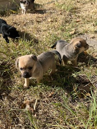 Pug/Corgi Mix Pups 1