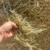 Irrigated Coastal Hay 3 thumbnail