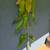 Keitt MANGO Tree 1 thumbnail