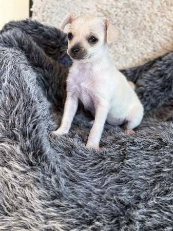 Rehoming chihuahua634435931008011211
