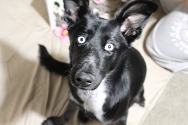 Pet needs a new home (Las vegas)63907299086722120