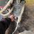 FFC 72" Skid Steer Loader Snow Blower Attachment 3 thumbnail