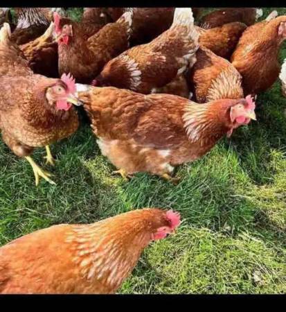 Brown laying hens 1
