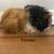 Guinea pigs!! 1 thumbnail
