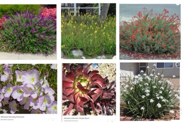 Drought tolerant low maintence Plants for sale 1
