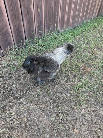 Silkie Rooster available ( free to good home) (Spicewood)63975349447938120