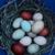 Young Roosters Purebreed Ameraucanas 6 thumbnail