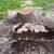 Stump Removal Grinding Minimally Invasive Fast 5 thumbnail