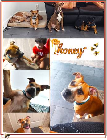Sweet as Honey, Boxer Mix!63685533134083120