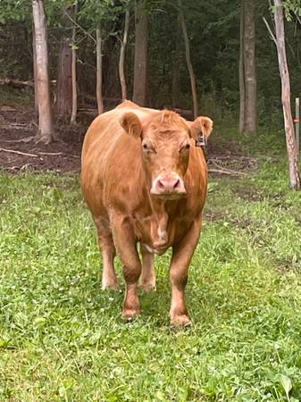 IGWT/Simmental 3 yr old cow - $4,500 (Prairie Farm)62903045632769121