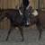Gelding 1 thumbnail