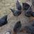 Chickens (black Australorp & Sex-link) For Sale!!! 1 thumbnail