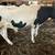 Holstein Bulls for sale 2 thumbnail