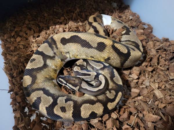 Ball Pythons, Pied (San Jose)64291902203137121