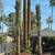 Date Palms 2 thumbnail