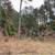 $12,500 (3 Acre) Vacant Lot For Sale In Union Parish, LA 4 thumbnail