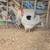 Isabellas leghorn rooster and hens for sale hens are 8 months old already laying 1 thumbnail
