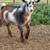 Nigerian Dwarf Buckling 3 thumbnail
