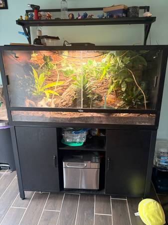 Chameleon with setup (Galax)601937377116835841