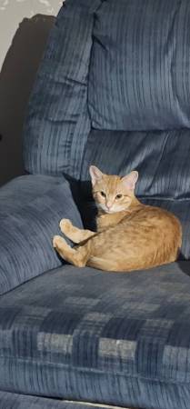 Lost orange cat (Norwalk)63671589158913120