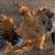Silkies 6 thumbnail