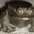 Vintage Kirk Stieff Pewter Frog Miniature 3 thumbnail