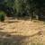 Weed eater service high grass/weeds cut it down 24 thumbnail