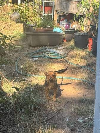 Chihuahua mixed dogs. (Portland)63916449746306120