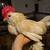 Porcelain D'Uccle Roosters 1 thumbnail