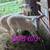 Katahdin Lambs 5 thumbnail