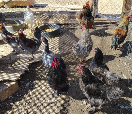 Ducks roosters quails pheasants 1