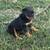 AKC Rottweilers 8 thumbnail