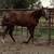 2024 AQHA Registered Stallion 6 thumbnail