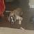 German Shepherd Husky Mix 6 thumbnail