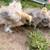 Silkies chicks 2 thumbnail