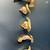 Naturally cultivated culinary mu sh rooms 5 thumbnail