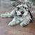 Miniature Schnauzer - Rehoming 2 thumbnail