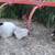 Naturally Raised Icelandic Ewe Lambs 9 thumbnail