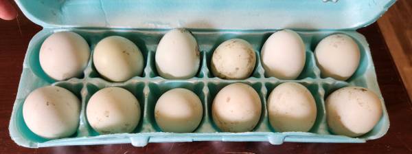 Huevos fértiles de Easter Egger