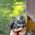 Celadon & coturnix quail 14 thumbnail