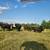 Cows 1 thumbnail