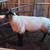Suffolk ram 3 thumbnail