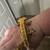 Geckos 2 thumbnail